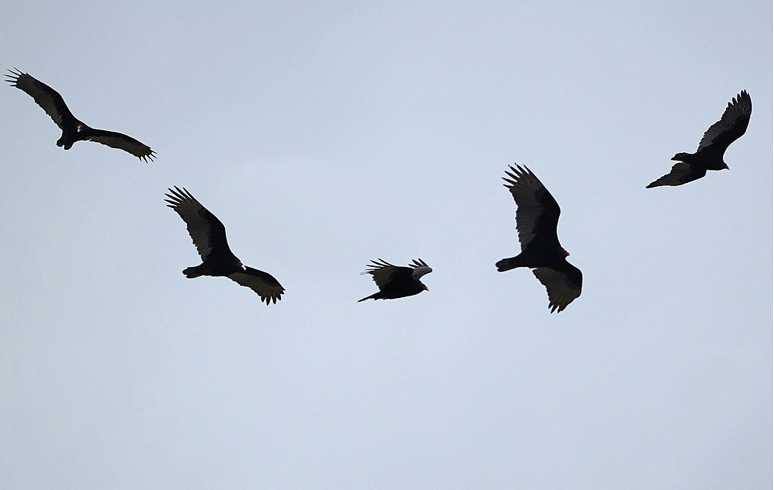 Buzzards Circling Ever Lower Over Amos Miller's PA Farm - David Gumpert